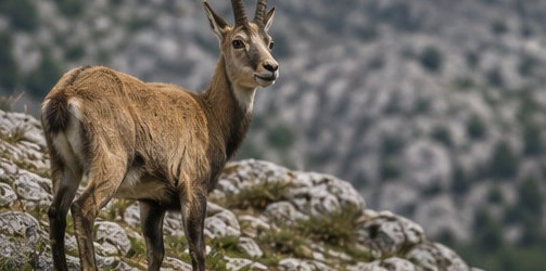 Illustration d'un chamois des Abruzzes sur un affleurement rocheux, à l'Area Faunistica del Camoscio Appenninico de Lama dei Peligni.