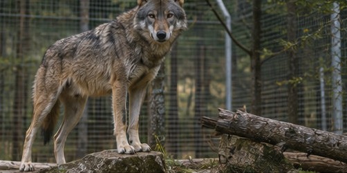 Illustration d'un loup des Apennins en semi-liberté dans son enclos boisé, à l'Area Faunistica del Lupo e della Lince de Civitella Alfedena.