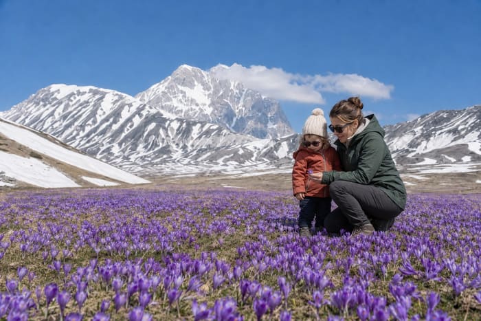 Une mère et son enfant observant un crocus au milieu d'un immense champ de crocus violets, avec le Corno Grande enneigé en arrière-plan.