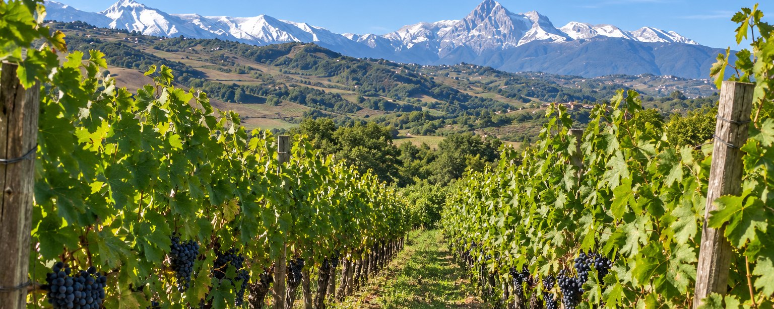 Illustration : deux rangs de vigne chargés de raisin noir, face aux sommets enneigés des Apennins et aux collines des Abruzzes.